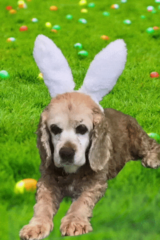 Maggie Easter Ears ecard