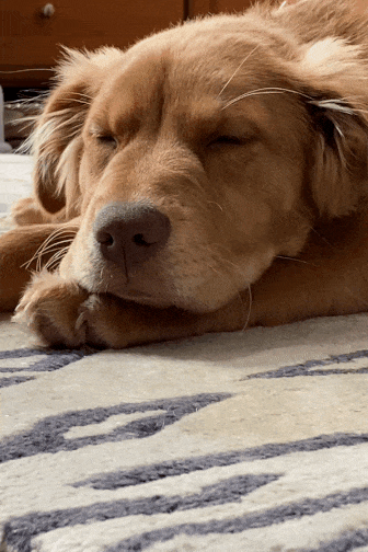 Maisy Resting ecard