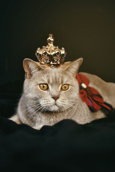 Cat With Crown ecard