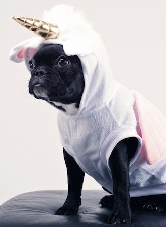 Dog Unicorn ecard