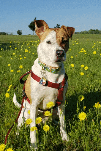 Nodding Dog ecard