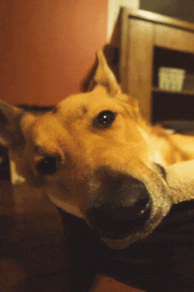 Winking Dog ecard