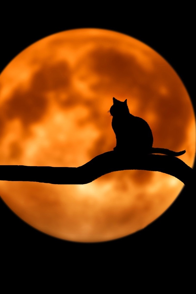 Cat and Moon ecard