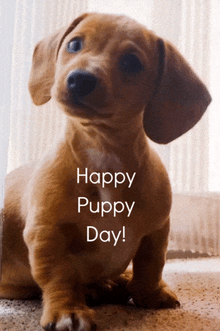 happy puppy animated gif