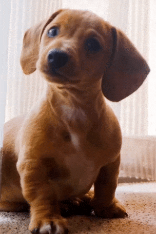 Puppy GIFs: #Brewers Sausage Race Could Include Puppy in 2014
