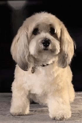 Nodding White Dog ecard