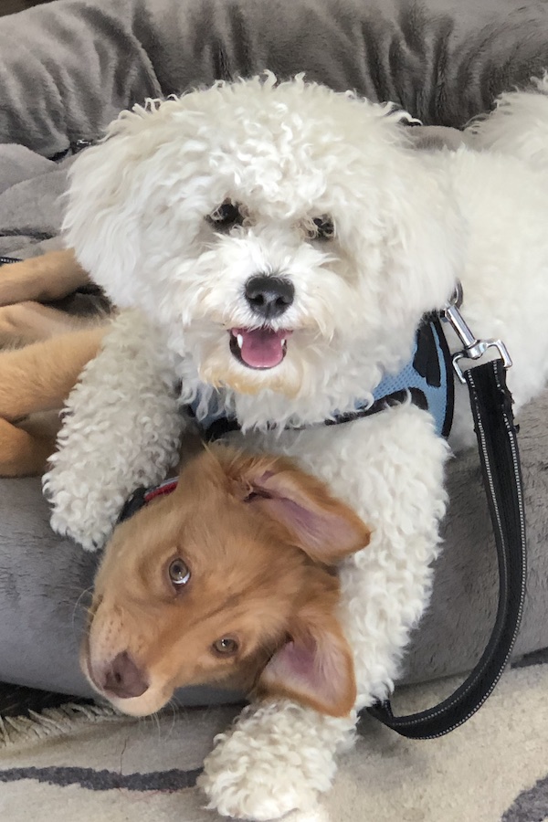 Otis and Maisy ecard