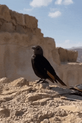 Bird in Desert ecard