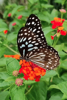 Butterfly Opens ecard