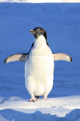 Penguin Open Arms ecard