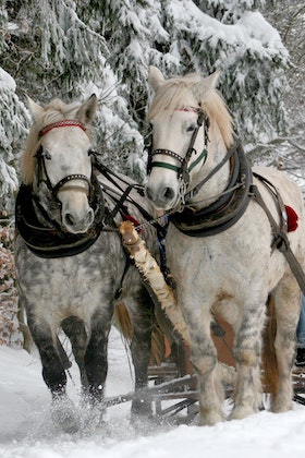 Winter Horses ecard